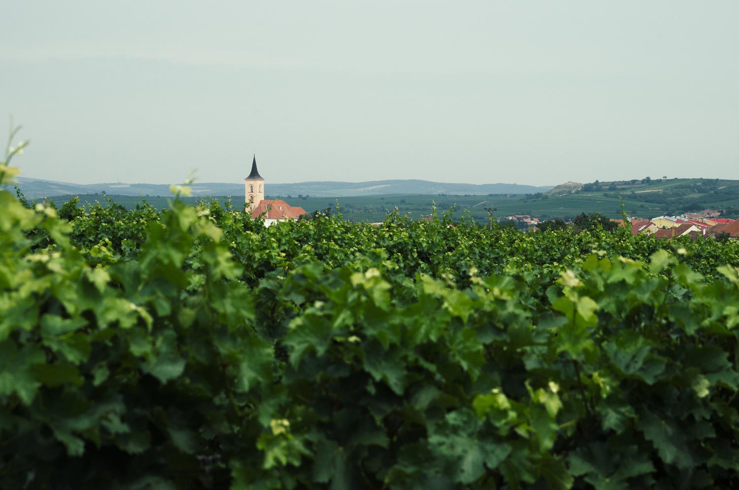 Vinice Šápara – pohled na vinohrady