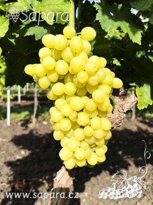 Sublima Seedless