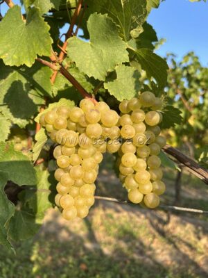 Chardonnay