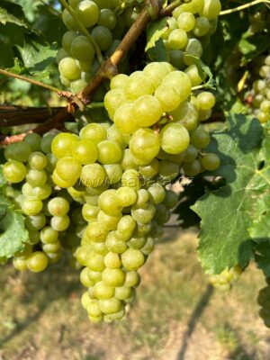 Müller Thurgau