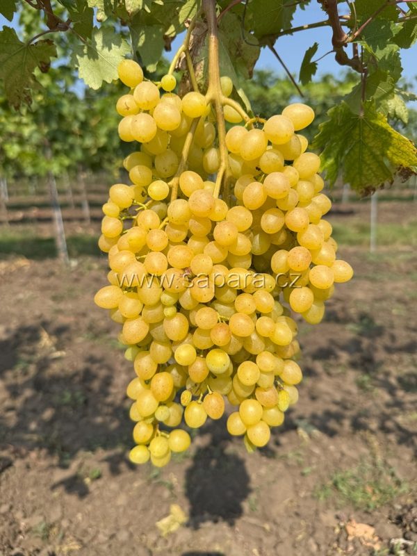 Kišmiš Solomia