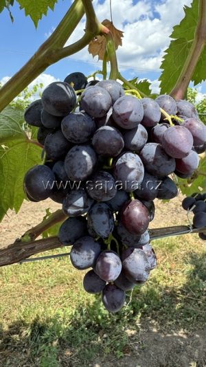 Kišmiš Bravisimo - NOVINKA