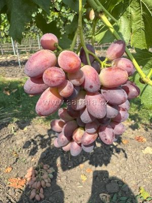 Kňaz Trubeckoj - NOVINKA