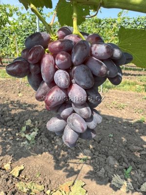 Marmeladka - NOVINKA