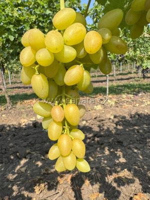 Rosa ranaja - NOVINKA