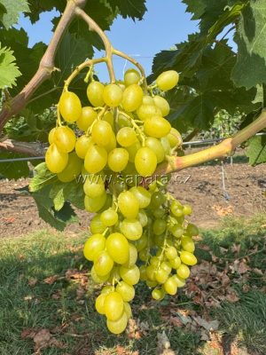 Kišmiš Století - NOVINKA