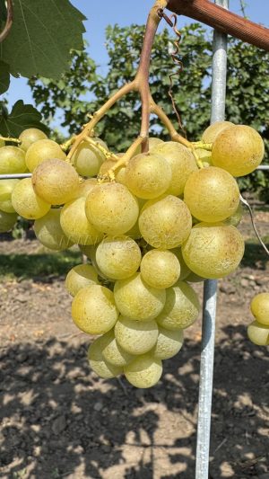 Galbena Noi
